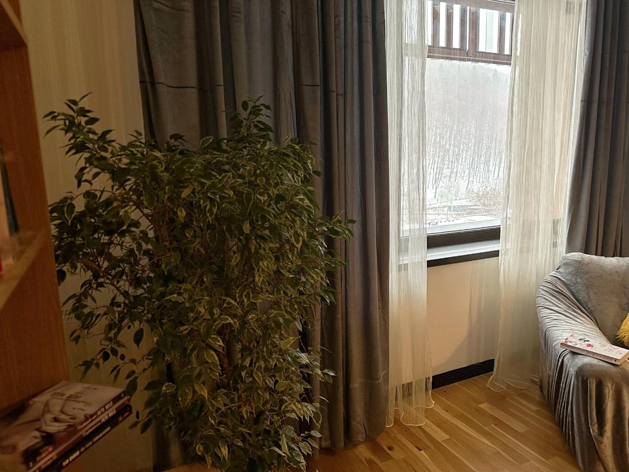 Apartament “La Iepure” Brassó Kültér fotó